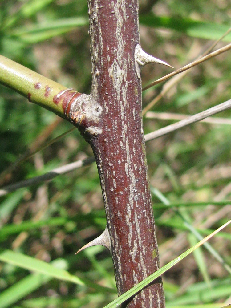 Image of genus Rosa specimen.