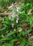 Orchis × penzigiana. Цветущее растение. Крым, окр. Ялты, пос. Голубой Залив, дубово-грабинниковый лес. 30 апреля 2013 г.