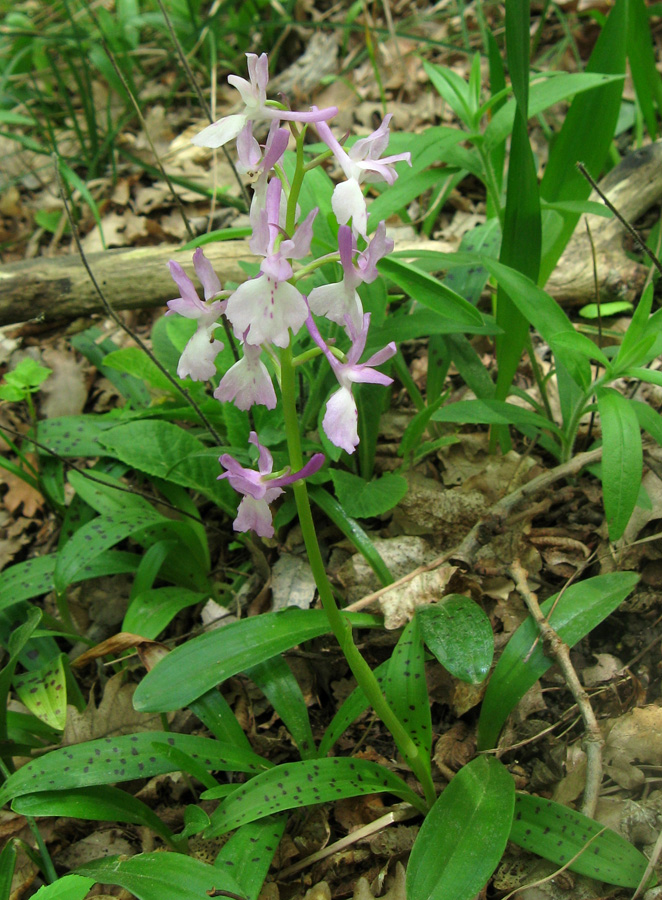 Image of Orchis &times; penzigiana specimen.