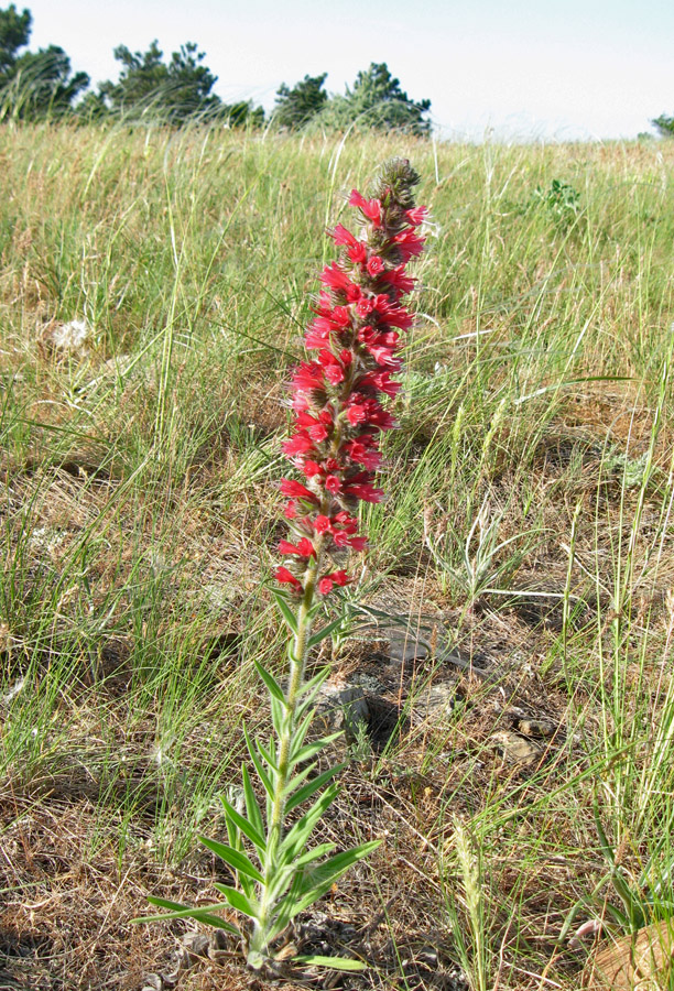 Изображение особи Echium popovii.