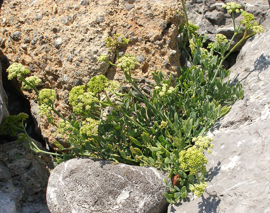 Изображение особи Crithmum maritimum.