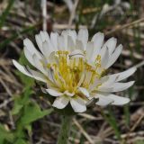 Taraxacum coreanum