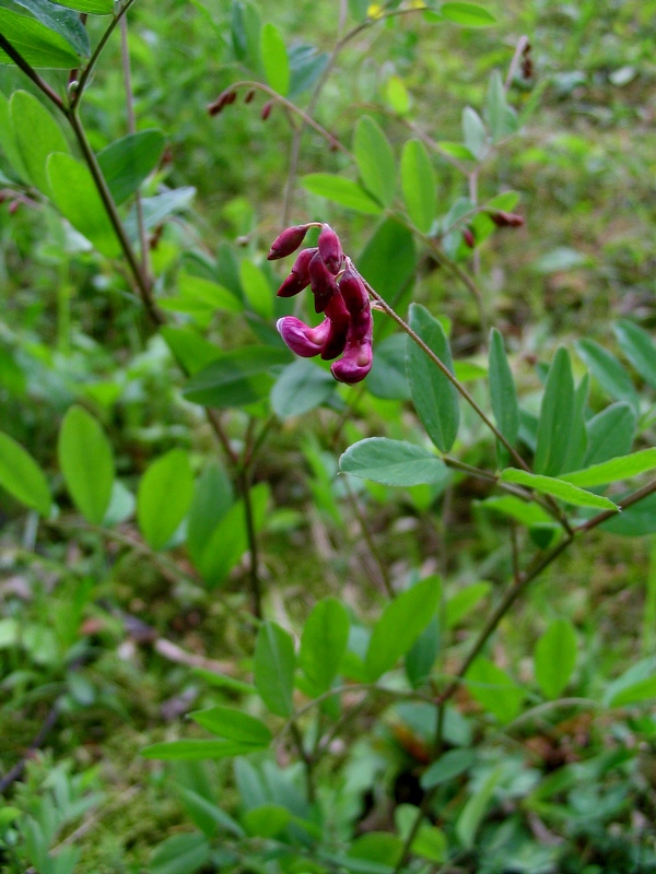 Image of Lathyrus niger specimen.