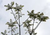 Toona sinensis