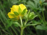 Potentilla umbrosa