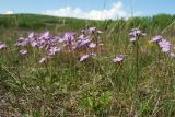 Primula finmarchica. Цветущие растения на приморском лугу (на переднем плане - листья лапчатки Эгеда). Мурманская обл., Североморский р-н, губа Грязная. 09.06.2013.