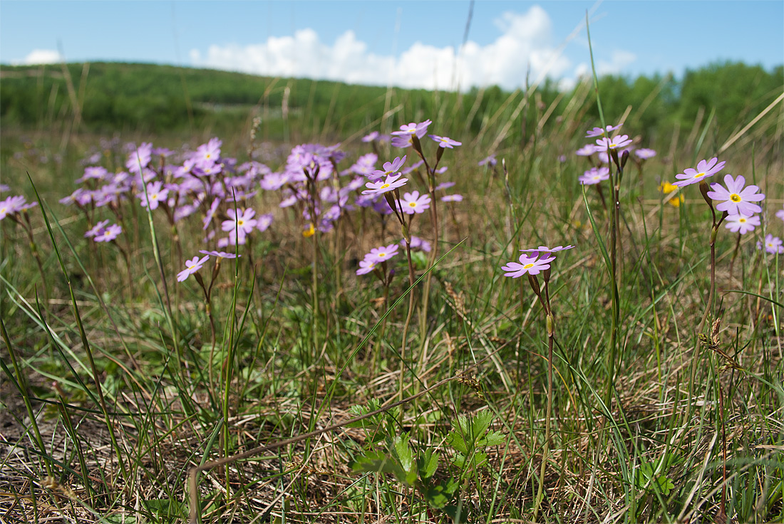 Image of Primula finmarchica specimen.