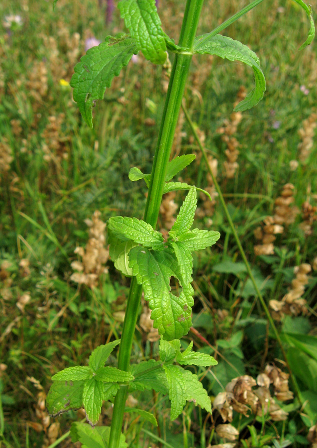 Изображение особи Nepeta nuda.