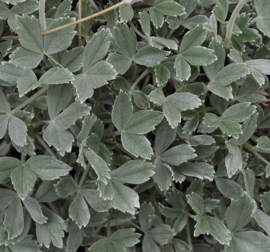 Image of Potentilla deorum specimen.