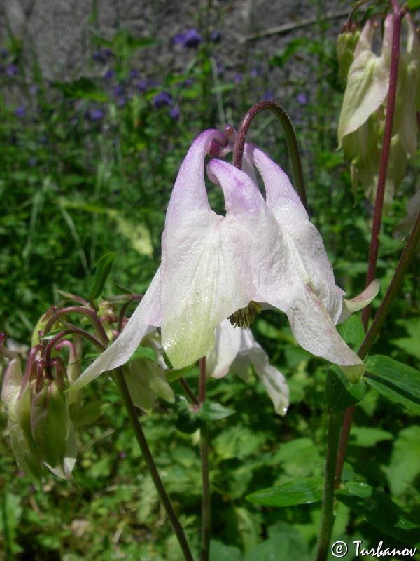 Image of Aquilegia vulgaris specimen.