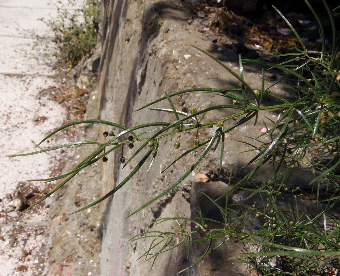 Image of Asparagus verticillatus specimen.