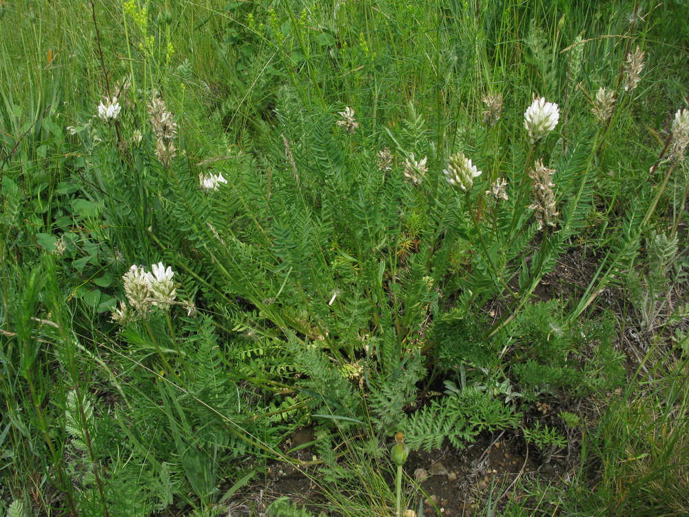 Изображение особи Astragalus inopinatus.