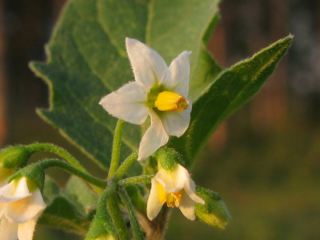 Изображение особи Solanum nigrum ssp. schultesii.