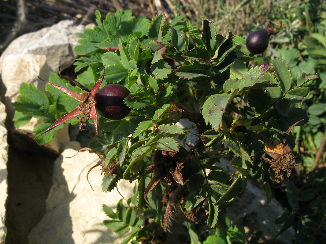 Image of Rosa spinosissima specimen.