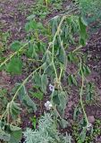 Althaea officinalis