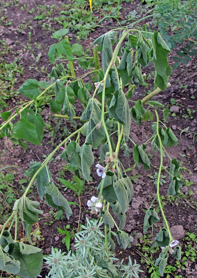 Image of Althaea officinalis specimen.