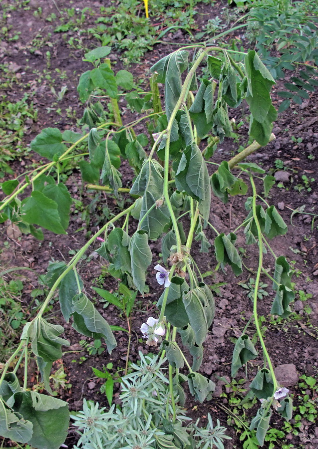 Изображение особи Althaea officinalis.