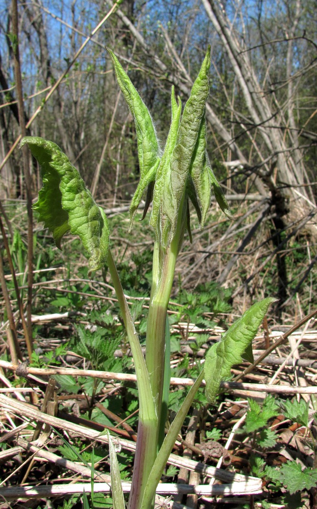 Image of Parasenecio hastatus specimen.