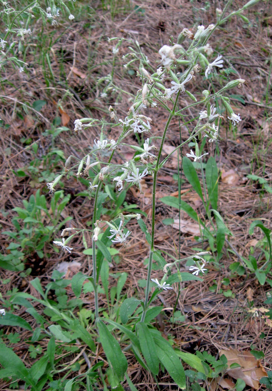 Image of Silene nutans specimen.