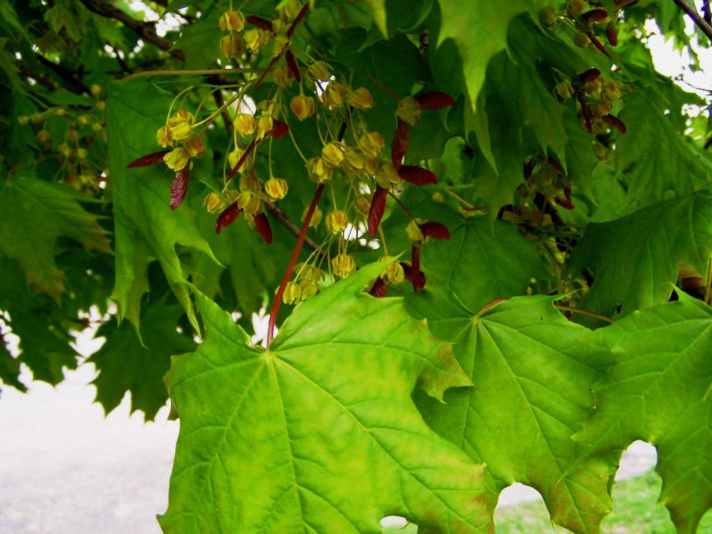 Image of Acer platanoides specimen.