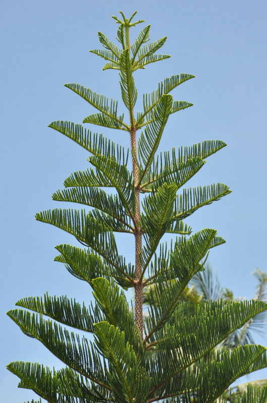 Image of Araucaria heterophylla specimen.