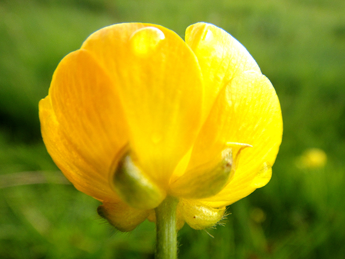 Image of Ranunculus polyanthemos specimen.