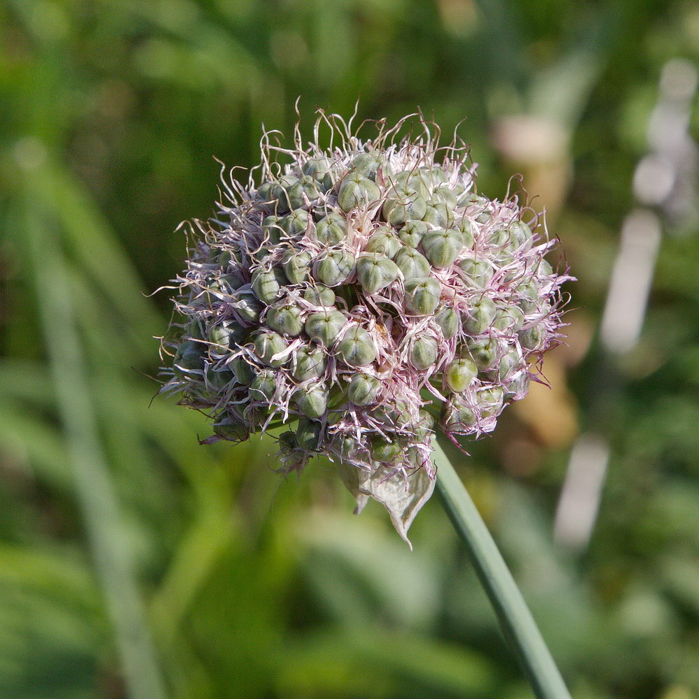 Image of Allium amblyophyllum specimen.