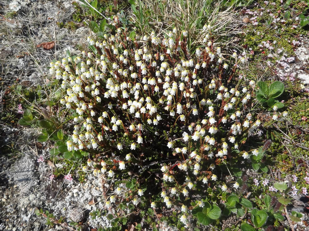 Изображение особи Cassiope tetragona.