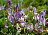 Astragalus tumninensis