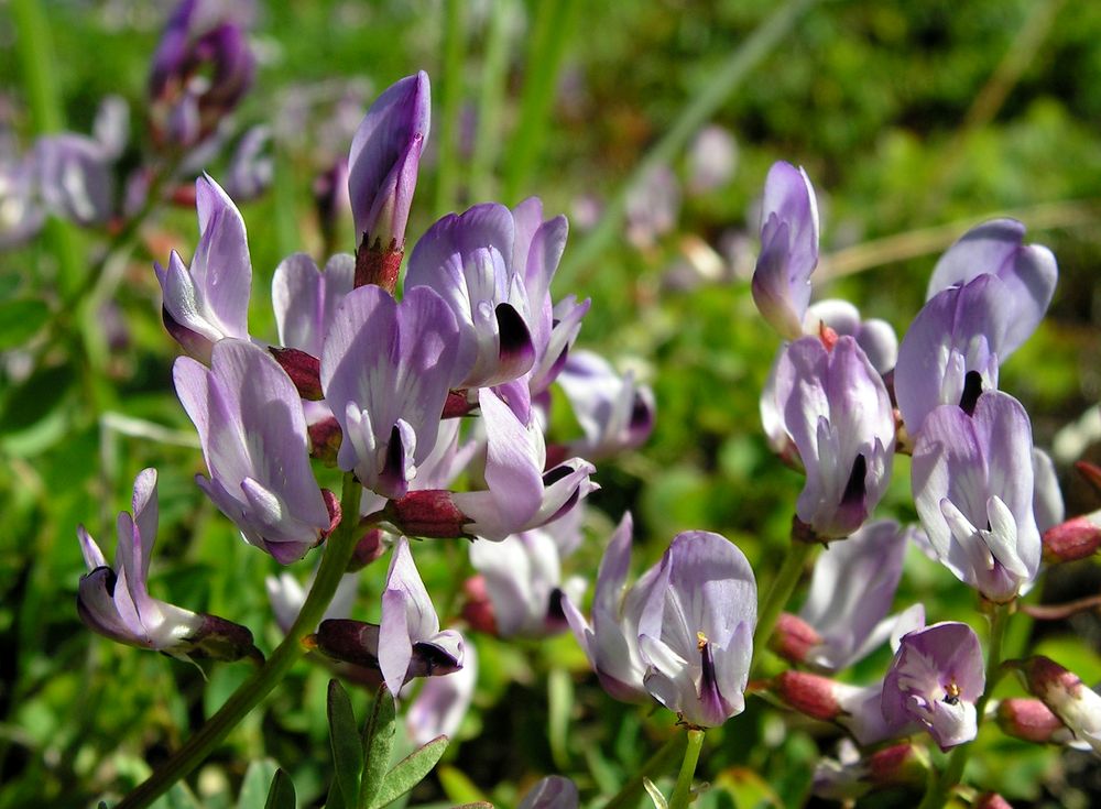 Image of Astragalus tumninensis specimen.