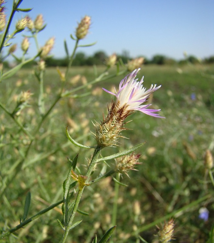 Image of Centaurea diffusa specimen.