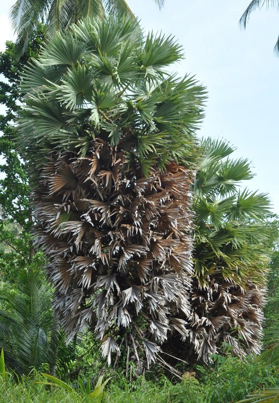 Image of Borassus flabellifer specimen.