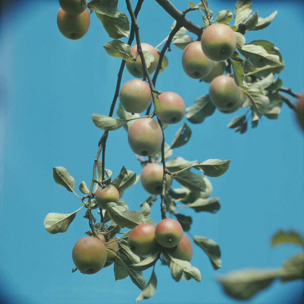 Изображение особи Malus domestica.