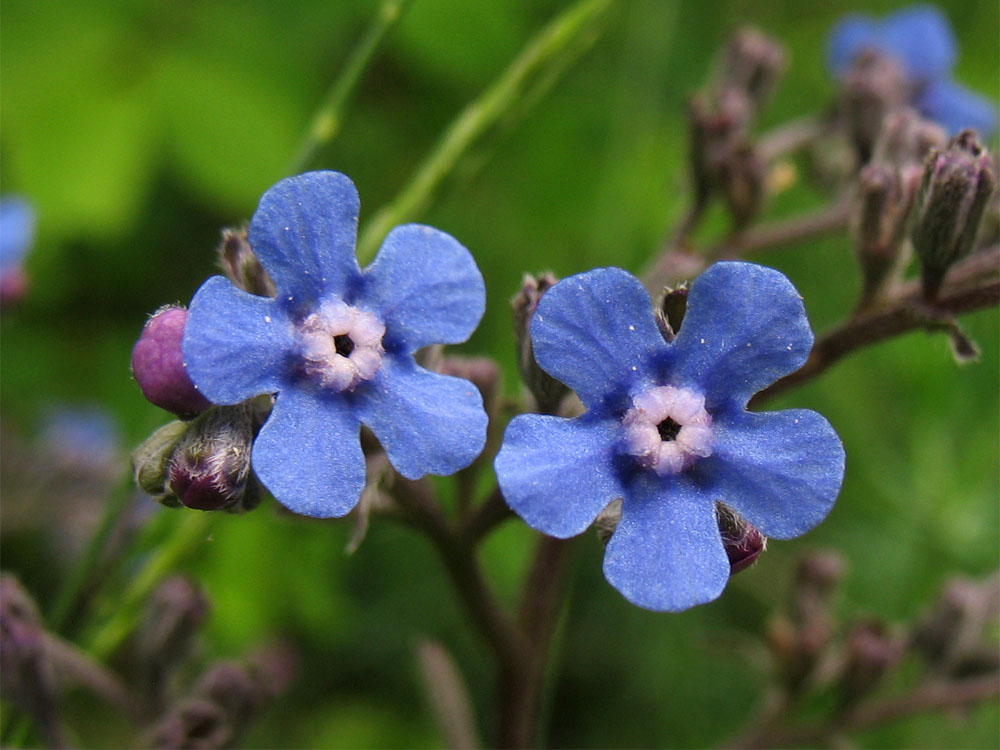 Изображение особи Cynoglottis barrelieri.