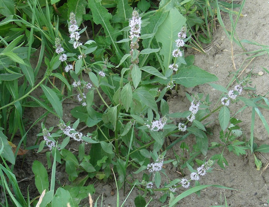 Image of Mentha arvensis specimen.