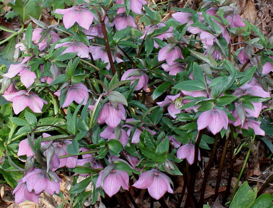 Image of Helleborus orientalis specimen.