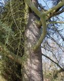 Cedrus libani. Верхняя часть ствола и основания скелетных ветвей взрослого дерева. Германия, г. Дюссельдорф, Ботанический сад университета. 10.03.2014.