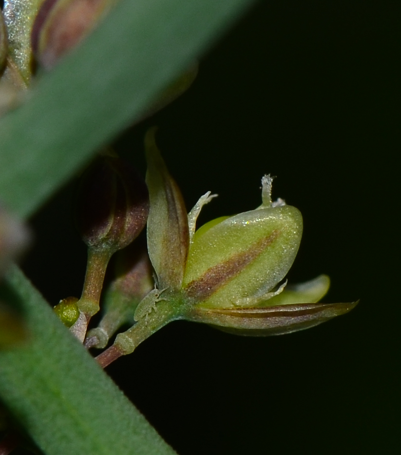 Image of Asparagus horridus specimen.