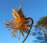 Cirsium vulgare