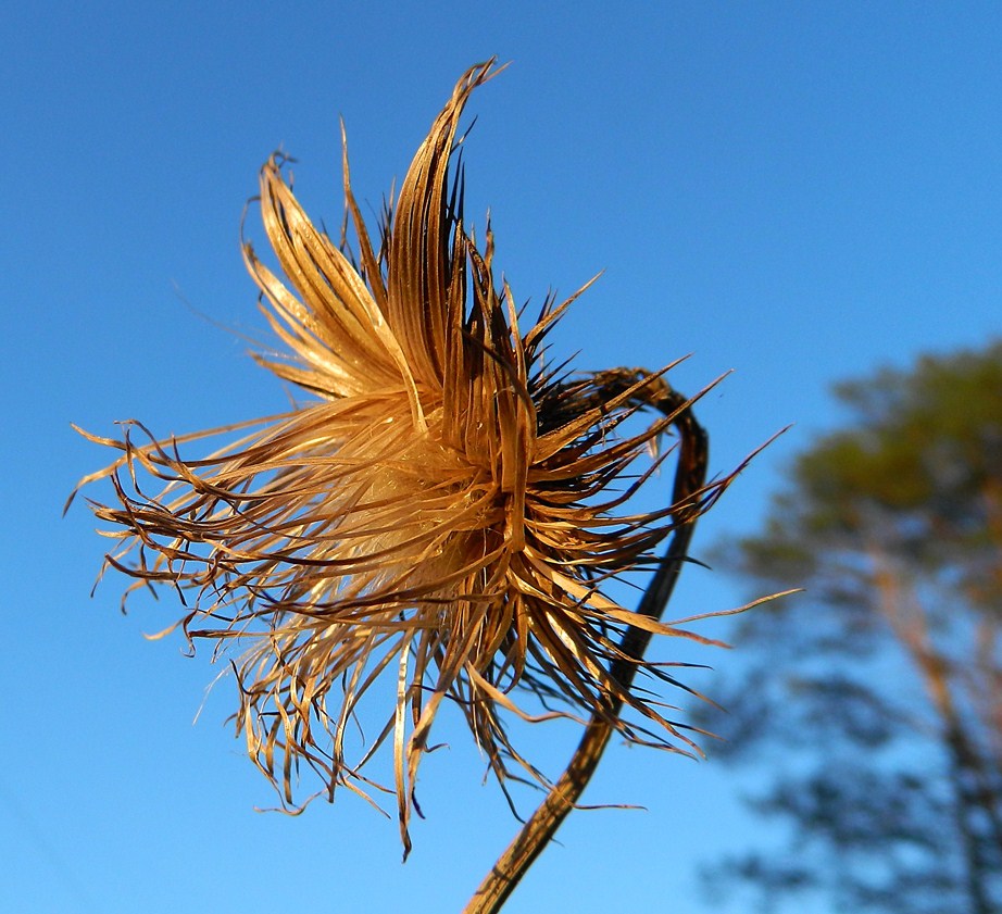 Image of Cirsium vulgare specimen.