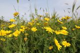 Glebionis coronaria