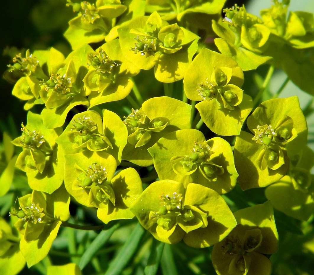 Image of Euphorbia cyparissias specimen.