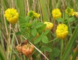 Trifolium aureum