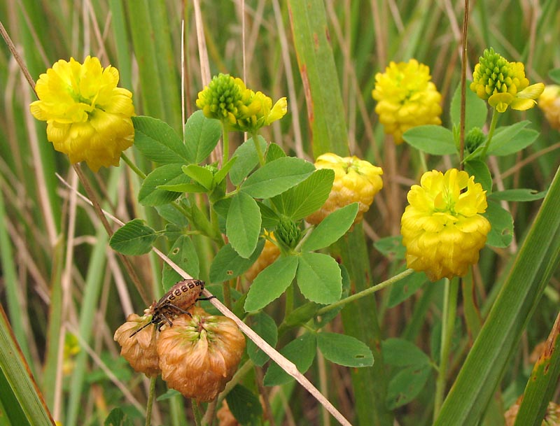 Изображение особи Trifolium aureum.