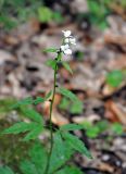 Cardamine bulbifera. Верхушка цветущего растения. Краснодарский край, Апшеронский р-н, долина р. Мезмай. 02.05.2014.