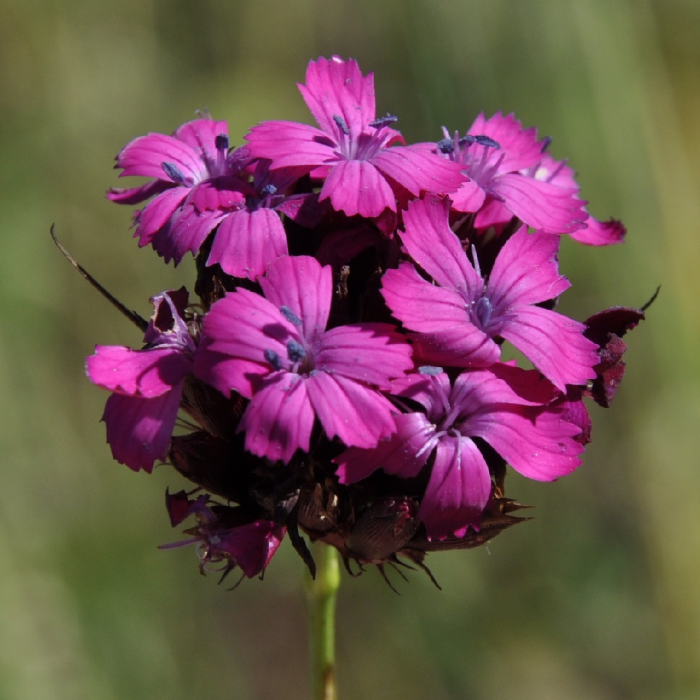 Изображение особи Dianthus cruentus.