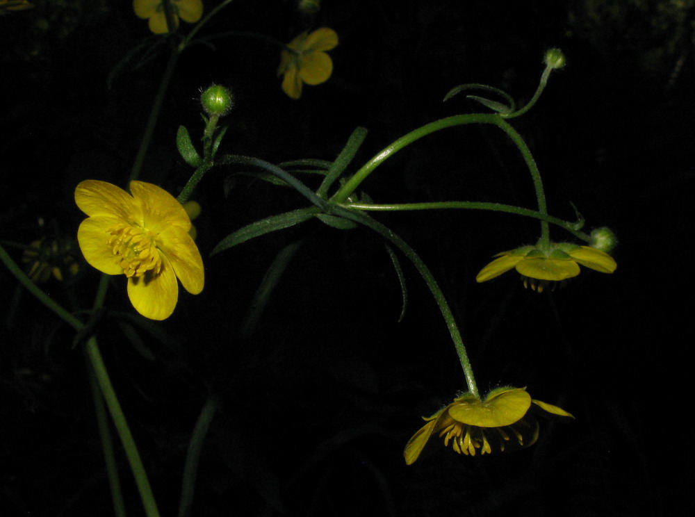 Image of Ranunculus subborealis specimen.