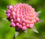 Knautia arvensis