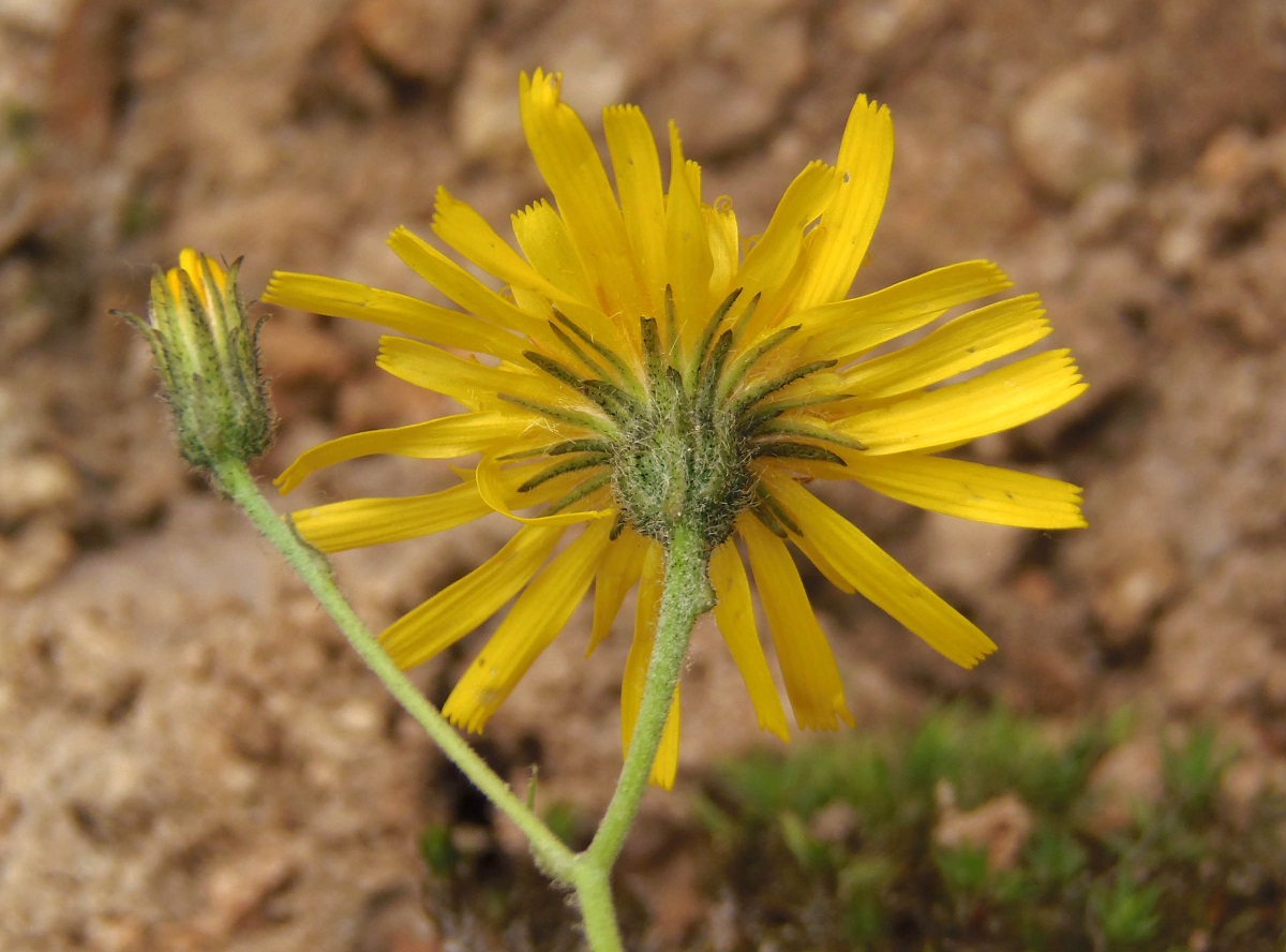 Image of genus Hieracium specimen.