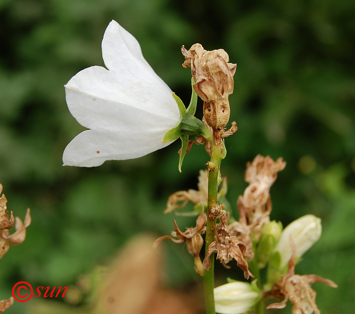 Изображение особи Campanula persicifolia.